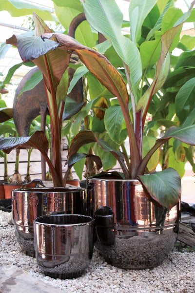 Pot et sooucoupe Rebord en terre cuite métal