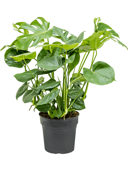 Plante, naturel, Monstera