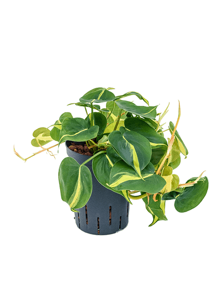 Plante, naturel, Philodendron birkin