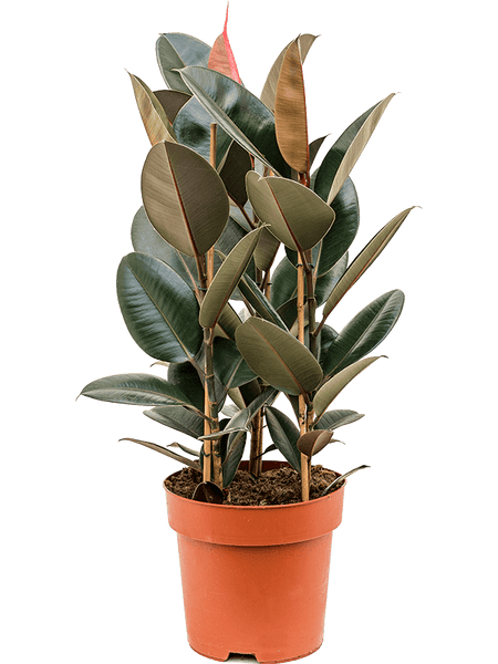 Plante, naturel, Ficus Elastica