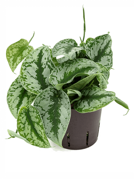 Plante, naturel, Scindapsus pictus