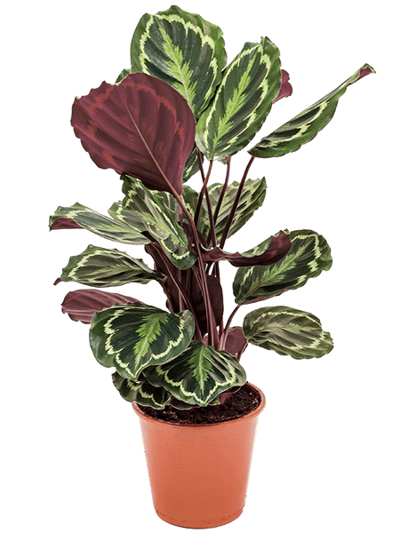 Plante, naturel, grand Calathea medaillon