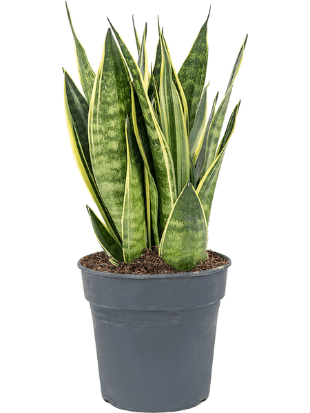 Plante, naturel, Sanseviera laurentii