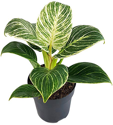 Plante, naturel, Scindapsus brazil